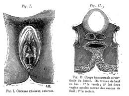Файл:Double vagina Vagina duplex from Golay 1875.png — Википедия