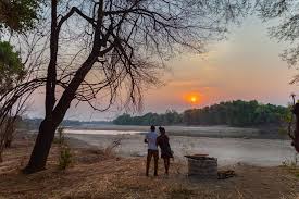 Image result for Aphanocalyx trapnellii