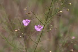 Image result for Scleria globonux