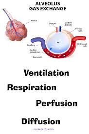 9 Facts About The Respiratory System Nursing Students Should Know Respiratory Care Respiratory Therapist Humor Nursing Students