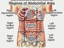 Human Anatomy Abdomen Koibana Info Anatomy Organs Human Body Anatomy Body Anatomy