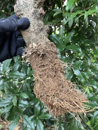 Image result for Xerophyta argentea