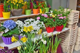 Plant the bulbs right next to each other. Outdoors Tulips In Pots Tulips Flower