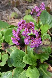 Bergenia are one of the tried and true perennials. Winter Glow Bergenia Prairie Gardens