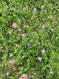 Image result for Menodora heterophylla