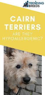 Are Cairn Terriers Hypoallergenic Do They Shed A Lot The Demand For Hypoallergenic Allergy Friendly Dogs And One Cairn Terrier Terrier Cairn Terrier Mix