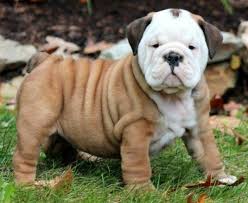 And remember, if you can't find the breed you're looking for on this page, consider browsing our puppies for sale or dogs for sale pages. Bullboxer Puppies For Sale Puppy Adoption Keystone Puppies