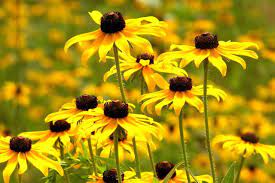 We did not find results for: See 25 Native Ohio Perennials For Your Garden Vibrant Color And Deer Resistant Cleveland Com