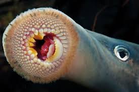 Blood suckers | New Zealand Geographic