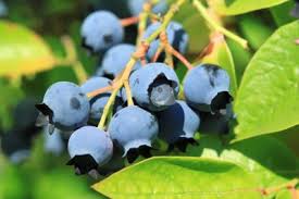 Blueberry Varieties Learn About The Different Types Of