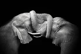 Beautiful Black And White Elephant Pictures South African Photographer Hannes Lochner Shoots The Wildlife Of The Kalahari Desert In Black And White Elephant Pictures Elephant Animals Beautiful