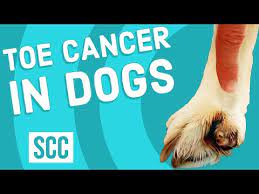 Learn about the chf, canine cancer initiatives (like studying the effects of cbd in dogs), and more at akcchf.org. Toe Cancer In Dogs Youtube