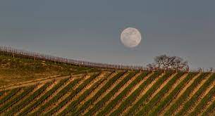 L'influence De La Lune Sur Le Vin Biodynamique | Vanity Fair