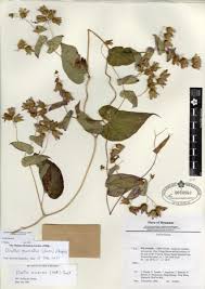 Image result for Arthraxon lancifolius