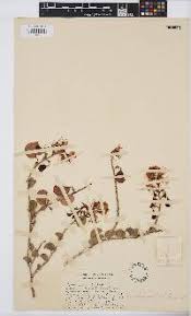 Image result for Adenolobus pechuelii