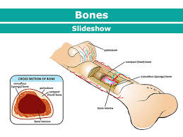 Bone tissue cross section diagram human oasissolutions co. Your Bones For Kids Nemours Kidshealth