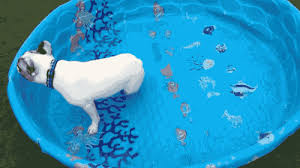 Link directly to the gif puppy, dog, cute, french bulldog, kiss, french kiss, alx, french bulldog puppy, puppies. French Bulldogs Don T Need Water To Swim Video On Make A Gif