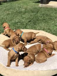 They were born on june sixteen, two thousand seven. Vizsla Puppies In Texas