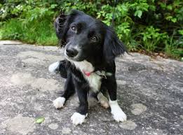 Black And White Border Collie Beagle Mix Pin On Dogs