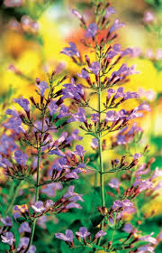 Duftgarten Ein Garten Fur Alle Sinne Pflanzen Garten Blumenbeet