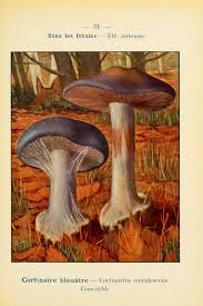 Nouvel Atlas De Poche Des Champignons Comestibles Et Veneneux Paul Dumee 1912 Champignons En 2019 Champignon Comestible Champignon Et Champignon Dess