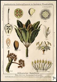 Pin Op Flowers Botanical