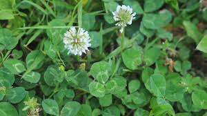 The reduction of weed will show within just two to four days of its application. Controlling Clover In Your Yard Youtube