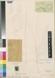 Image result for Eulophia schweinfurthii