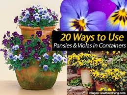 Planting of violet purchased in pots or containers is best performed during the entire fall, and even up to the beginning of spring. Growing Pansies How To Care For Pansy And Viola Flowers Container Flowers Pansies Viola Flower