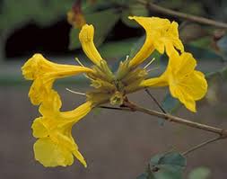 Small yellow flowering tree florida. Trumpet Trees Gardening Solutions University Of Florida Institute Of Food And Agricultural Sciences