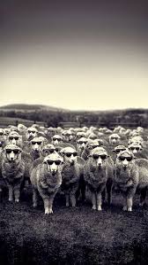 4 Senateurs Lrem Ne Verront Ni N Entendront Benalla La Tete Dans Le Sable Endoctrinement Et Photo Noir Et Blanc Simples Peintures Sur Toile Photos Insolites