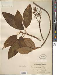 Image result for Dichaetanthera corymbosa