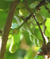 Image result for Bridelia atroviridis