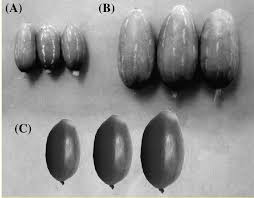 Image result for Coccinia sp. A