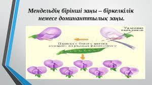 Мендельдің ьірінші және екінші заңдылықтары. G I MendeldiÒ£ ZaÒ£dary Biologiya Prezentacii