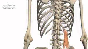 Wikimedia commons has media related to muscles of the human torso. Abdominal Muscles Physiopedia
