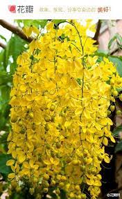 阿勃勒 豆 来自浅笑微风的图片分享 堆糖网 unusual flowers yellow flowers flower pictures