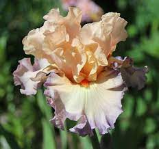 Parisian Dawn Iris Garden Beautiful Flowers Flower Beard