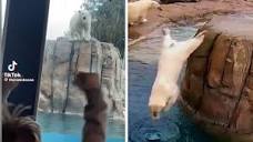 Polar bears go viral for diving skills | CNN