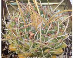 Choosing a windowsill or ledge that. Why Does A Cactus Turn Yellow And Brown How To Save It Succulent Plant Care