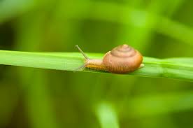 Snails are invertebrates, more closely related to clams or octopuses. 227 Reptile Antenna Photos Free Royalty Free Stock Photos From Dreamstime