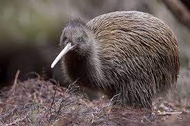 Tokoeka Weird Birds New Zealand South Island Nz Travel