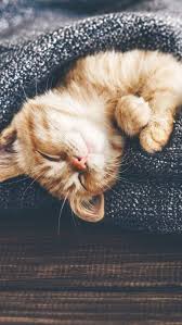 Wallpaper Et Fond D Ecran Chat Animal Sommeil Dormir Fond D Ecran Chat Chats Et Chatons Chats Adorables