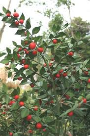 This versatile greenery is an affordable way to make your designs go far. Ruscus Butcher S Broom Plants For Sale Plant Delights Nursery