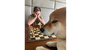 Dog Playing Chess | Know Your Meme