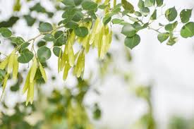 Image result for Dalbergia nitidula