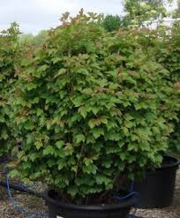 It is also wet site tolerant, and deciduous. Departments Viburnum Compact American 2 Container