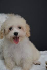 Dog Breed Bernard Mix Saint Bernard Short Coat Pebbles The Puppy