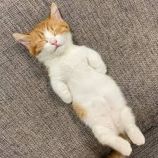 Image result for adorable cat