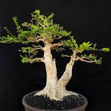 Jual Bonsai T500 Sancang Premna Microphyla Gaya Style Double Trunk Anaman H Kota Surakarta Djati Karya Tokopedia